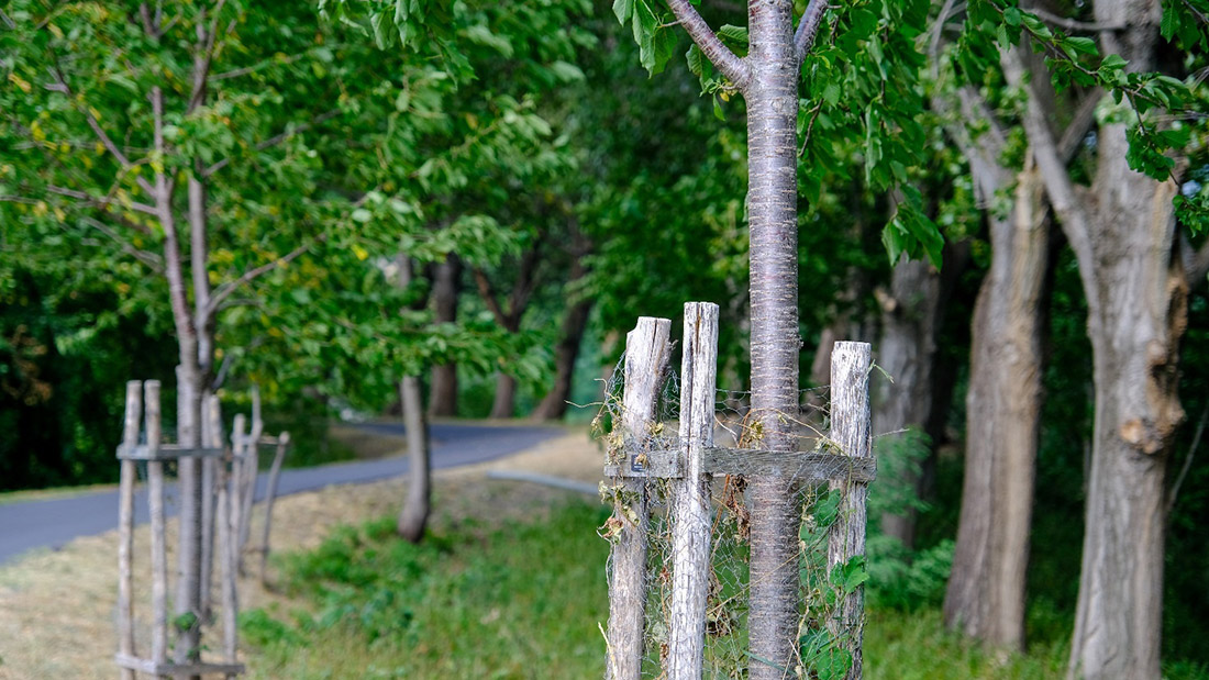 ecosistema fedabo un progetto per proteggere e conservare le nostre foreste 01