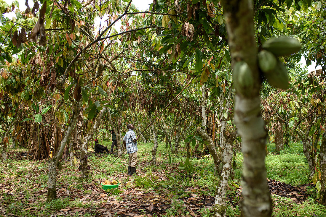 Mutesa Isareli (left) a Cocoa Farmer in Bundikakemba West, Bundibugyo pruning his plantation. © ICAM Cioccolato 2021Photo: Jjumba Martin 