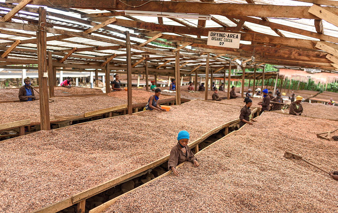 Women sorting cocoa beans at a drying shade at ICAM factory in Bundibugyo.© ICAM Cioccolato 2021Photo: Jjumba Martin 
